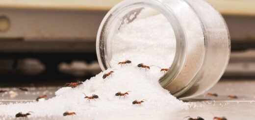 Discover practical solutions for how to get rid of ants in office. Learn about common attractants and tips to eliminate them for a pest-free workspace.